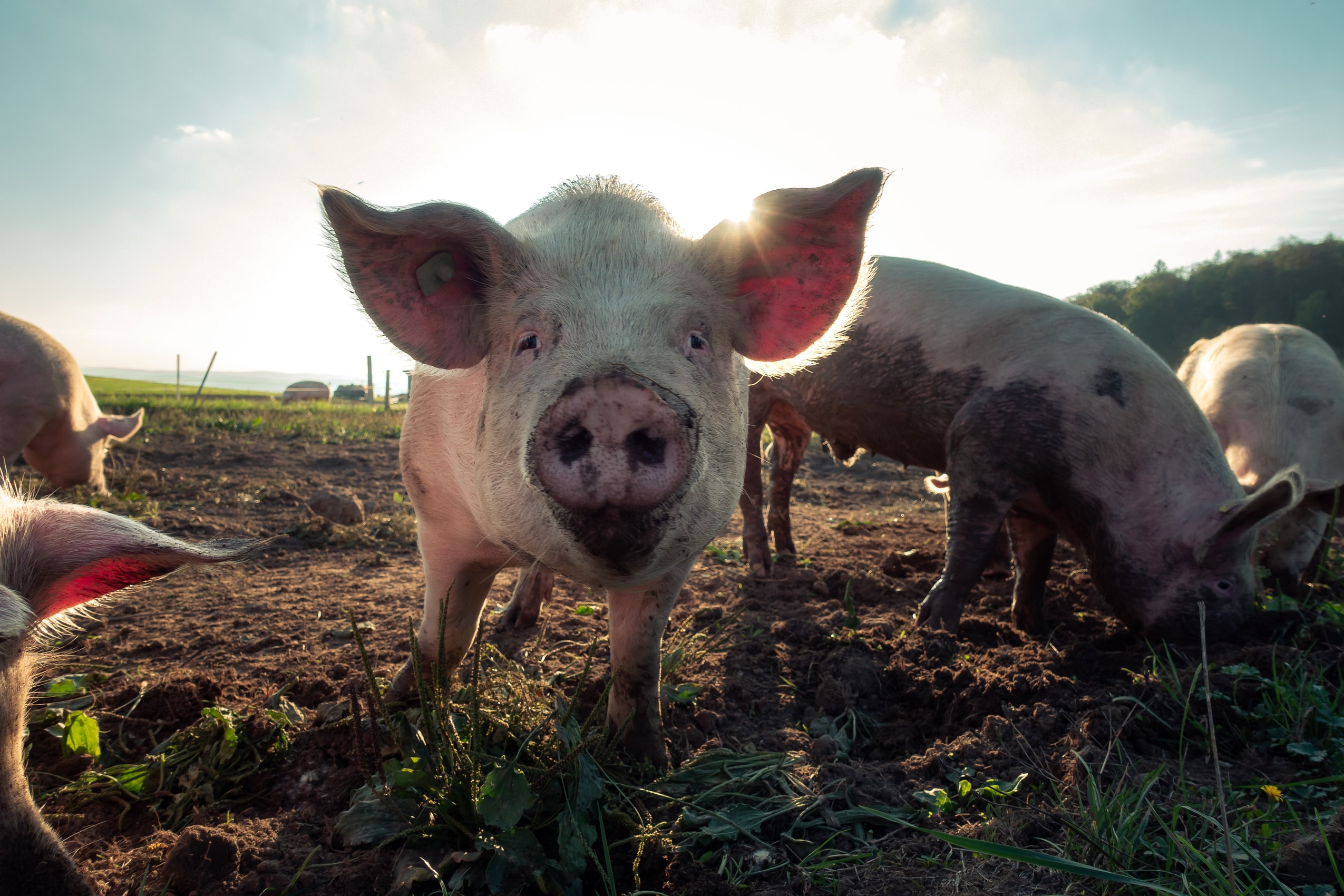 Pigs Knowledgebase Farm Transparency Project Australian animal